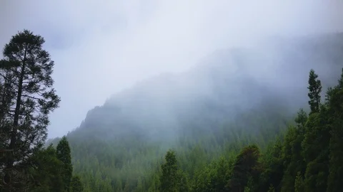 Trees in the clouds on the mountainside sway Stock Footage 101507789