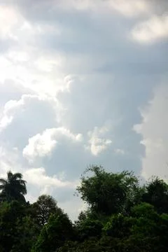 Trees with clouds Foto stock