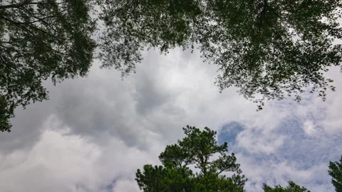 Trees Clouds Timelapse Background Stock Footage 247160377