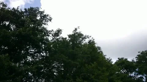 Trees a Clouds Tracking shot Stock Footage 11516599