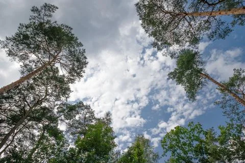 Trees on a cloudy sky. Background and texture. Copy space for text. Stock Photos