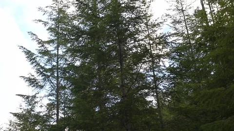 Trees With A Cloudy Sky Behind Video stock 99940249