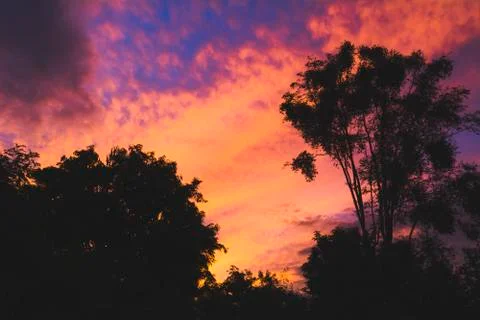 Trees on cloudy with sky at evening background silhouette style. Stock Photos