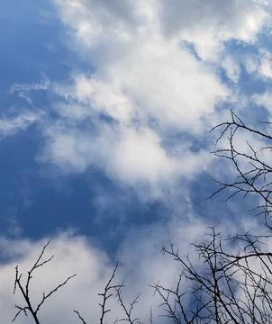 Trees with Cloudy Sky Stock Photos