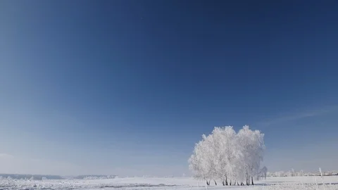 Trees cluster on the open field covered in frost on cold winter day Stock Footage 122822771