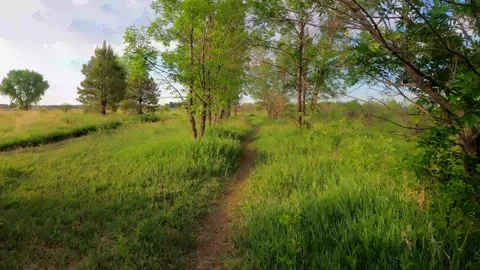 Trees on the coast of the forest Stock Footage 222473135