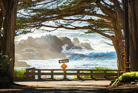 Trees on coast with ocean in background Stock Photos