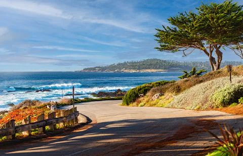 Trees on coast with ocean in background Stock Photos