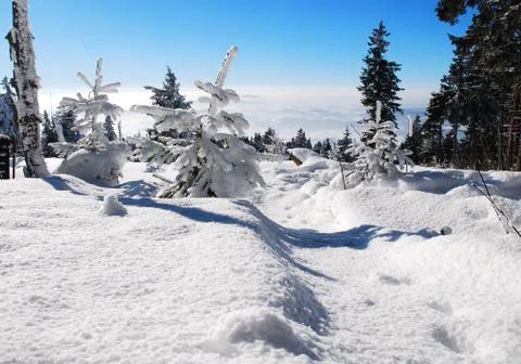 Trees coated with snow Stock Photos