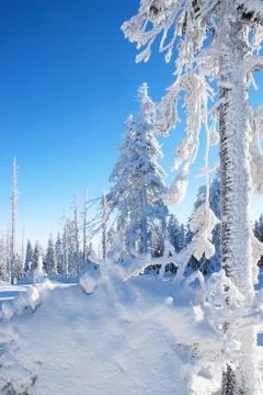 Trees coated with snow Stock Photos