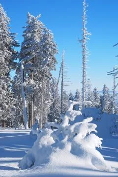 Trees coated with snow Stock Photos