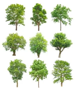 Trees Collection isolated on white background Stock Photos