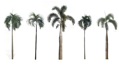 Trees Collection on white background, Isolated Trees Stock Photos