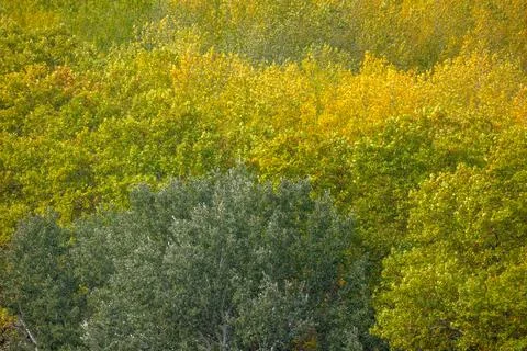Trees colored with yellow, orange and green in autumn Foto stock