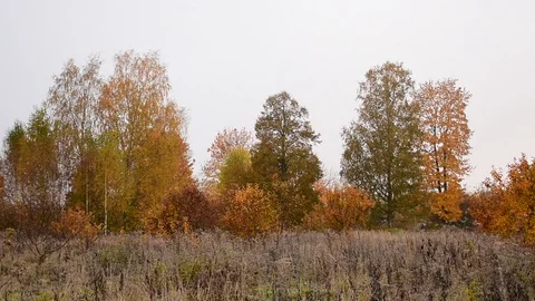 Trees in the colors of autumn Stock Footage 117419586