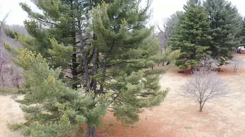 Trees coming down from the sky  Seneca Creek State Park Stock Footage 106596596