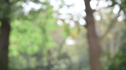 Trees coming into focus in NYC park Stock Footage