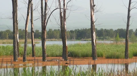 Trees Coming out of a Lake 動画素材 53232804