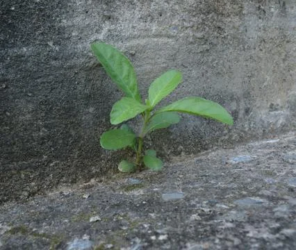 Trees with concrete Stock Photos