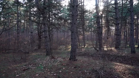 Trees in the coniferous forest through which the rays of the sun make their way Stock Footage 120942099