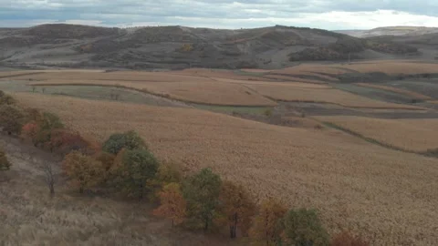 Trees, corn fields and hills 库存影片 260384027