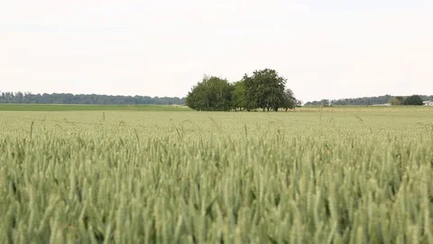 Trees in Cornfield 스톡 동영상 112341366