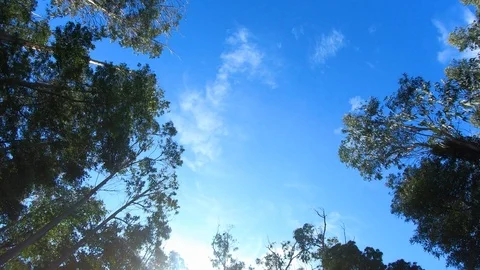Trees in Counter-Plongée Stock Footage 119312832