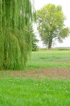 Trees in the countryside. Stock Photos