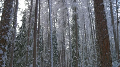 Trees cover by deep snow. Winter landscape Vídeos de archivo 59690012
