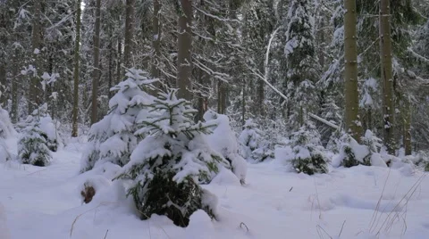 Trees cover by deep snow. Winter landscape Stock Footage 59690900