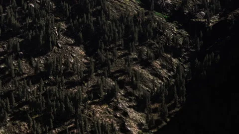 Trees cover a hillside creating a pattern of light and shadow in the forest Stock Footage 339503132