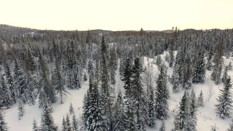 Trees cover with snow during a cold winter morning in Canada. Stock Footage 93571056