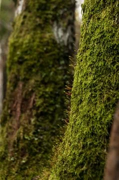 Trees coverded of moss Stock Photos