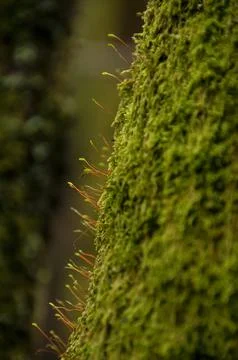 Trees coverded of moss Stock Photos