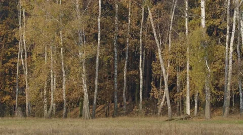 TREES COVERED WITH COLOURED LEAVES Stock Footage 68859284