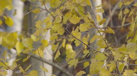 TREES COVERED WITH COLOURED LEAVES Stock Footage 68859297