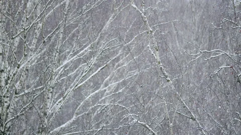 Trees covered during winter storm heavy forest snowfall. Video stock 146359445
