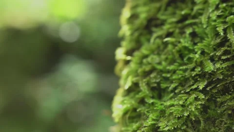 Trees covered with ferns Stock Footage 145327665