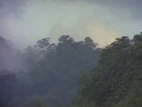 Trees covered with fog during a cloudy day Video stock 79881502