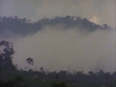 Trees covered with fog during a cloudy day Stock Footage 79882370