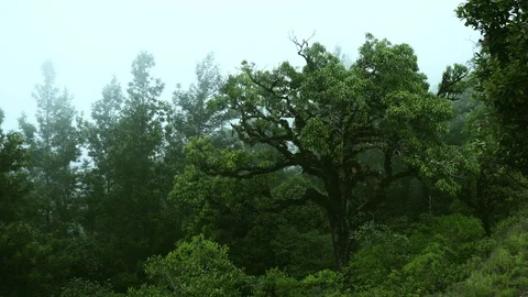 Trees covered in fog. Stock Footage 90943653