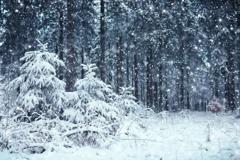 Trees covered with hoarfrost and snow. Forest in the frost. Stock Photos