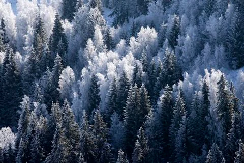 Trees covered with hoarfrost and snow in winter mountains - Christmas backgro Stock-Fotos