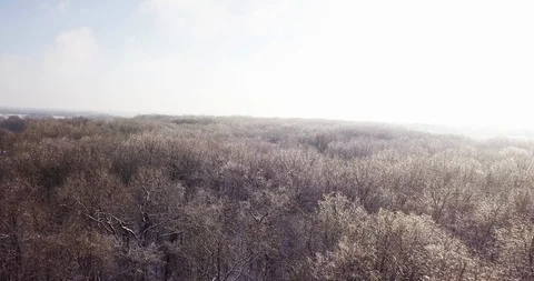 Trees Covered in Ice Stock Footage 99790446