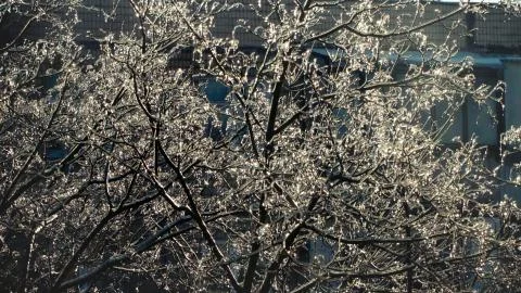 Trees covered in ice Stock Photos