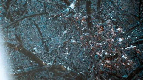 Trees covered with icicles Stock Photos