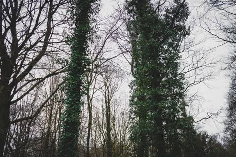 Trees covered with ivy close-up Stock Photos