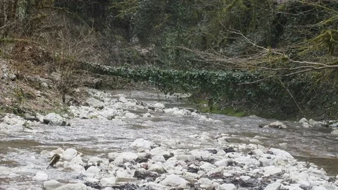 Trees covered with ivy, devils guts bridge over mountain river Stock Footage 75495831