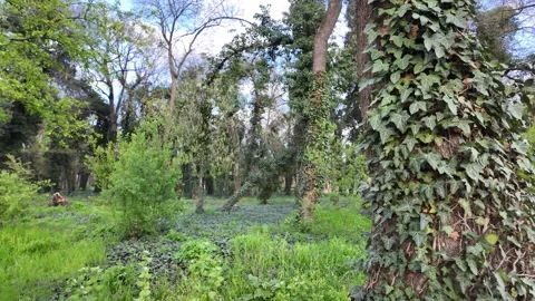 Trees covered with ivy. Stock Footage 317628476
