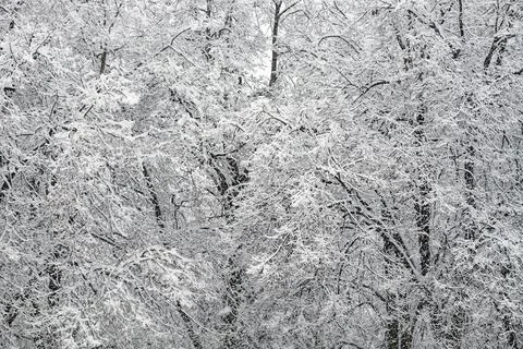 Trees covered with a large layer of snow. Snow-covered branches, snowfall. Stock Photos